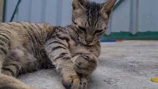 Cute adorable cat videos , foster cats, relaxing cat video you must watch #catlife #kitten