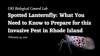 Spotted lanternfly: What you need to know to prepare for this invasive pest in Rhode Island