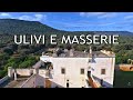 Ostuni - Dove le masserie incontrano il verde degli ulivi