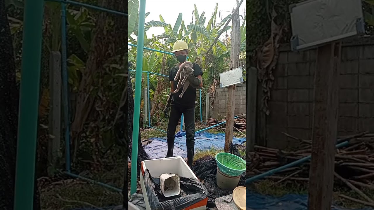 ปลูกผัก รักแมว ทำโรงเรือนปลูกผักด้วยท่อพีวีซีครับ #ปลูกผักกินเอง #สวนผักหน้าบ้าน #โรงเรือนท่อPVC