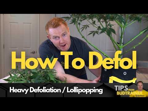 How to Defoliate (Lollipopping Guide for Bigger Yields)