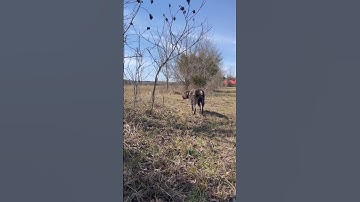 Wirehaired pointing griffon is trying to hone in on a quail #wirehairedpointinggriffon #dog