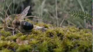 Kraliçe Arının Çiftleşmesi Queen Bees Wedding Flight Balabanbal.honey Bee.istanbul.arı.bal.istanbul