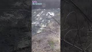 Gator Gone! Startling a Speedy Alligator | Go2Science Mission: Manatee