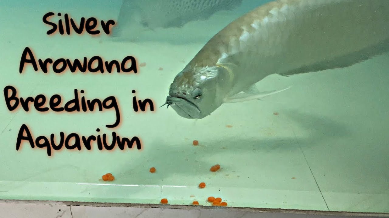 AROWANA FISH BREEDING ? AROWANA LAID EGGS SILVER AROWANA PAIR BREEDING IN HOME AQUARIUM