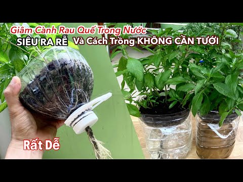 Cách Giâm Cành Rau Húng Quế Trong Nước Siêu Ra Rễ Và Cách Trồng Không Cần Tưới Rất Đơn Giản