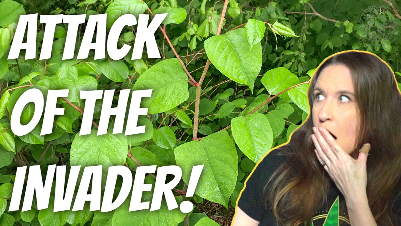 Why Japanese Knotweed Is the World’s Most Dangerous Plant