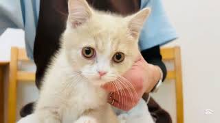 ブリティッシュショートヘア | ペットショップ マルワン 小さめ子犬