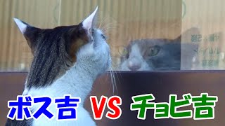 Boss Cat VS Naughty Cat Chobi Cat