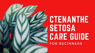 || CTENANTHE SETOSA CARE TIPS ||
