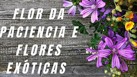 Qual é a flor da paciência?
