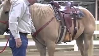 Breast Collar and Back Cinch Correct Fit