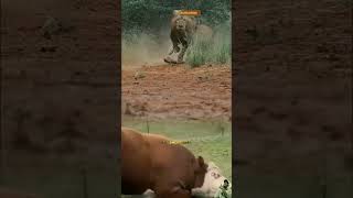 Sapi panik ketika gerombolan singa mendekatinya #shorts #animals #lion #cow