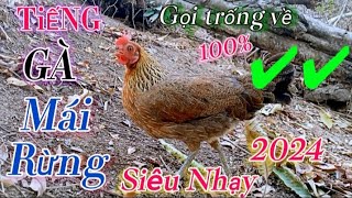 Tiếng gà mái rừng kêu gọi trống cực nhanh 2024 (không tạp âm) || Poj qaib seev zoo dib tuaj 💯%❤✔✔