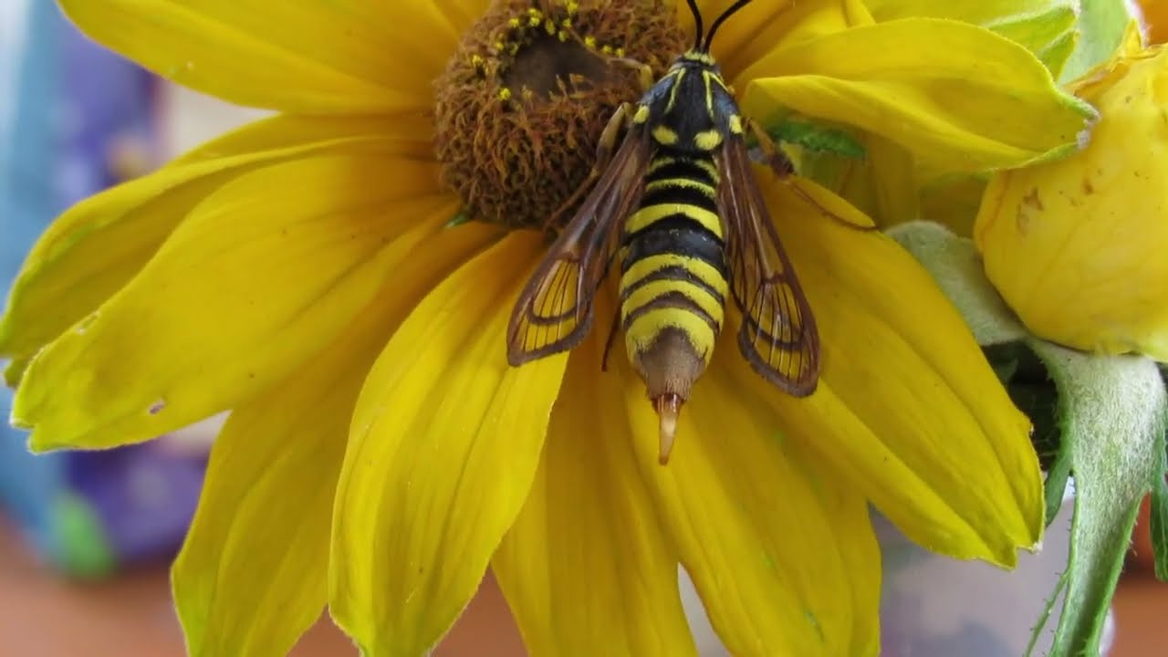 Wasp Mimic Moth, Hornet Clearwing putting out the business 7 29 22