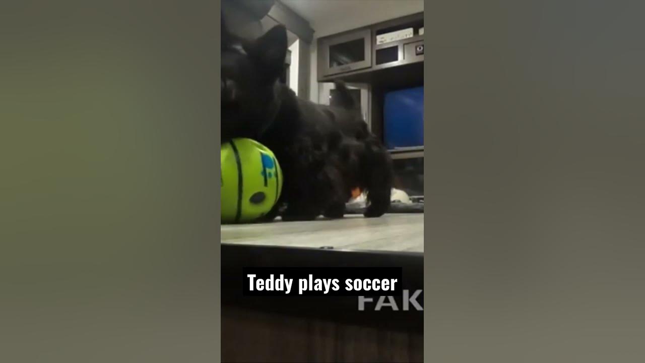 Can A Scottish Terrier Play Soccer YouTube a-scottish-love-scheme-2024