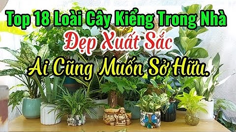 BẤT NGỜ VỚI TOP 18 LOẠI CÂY CẢNH NỘI THẤT ĐẸP, DỄ CHĂM SÓC, THANH LỌC KHÔNG KHÍ & TỐT CHO PHONG THỦY