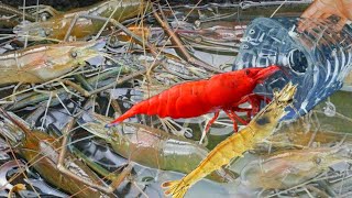 চিংড়ি মাছ ধরার জাদু| Chingri mach|Shrimp Fishing bottle traps