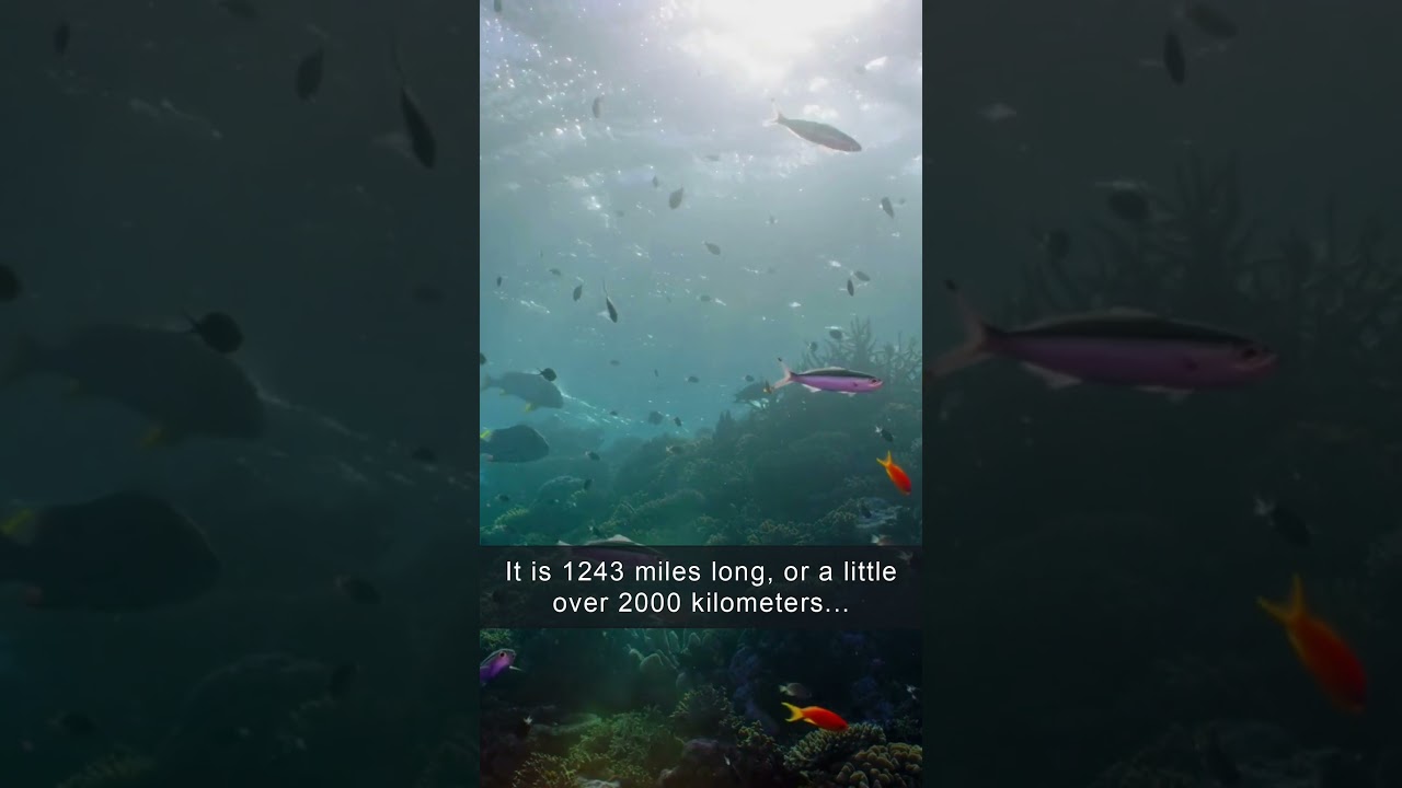 The True Size of the Great Barrier Reef 🪸 🐠 🐚