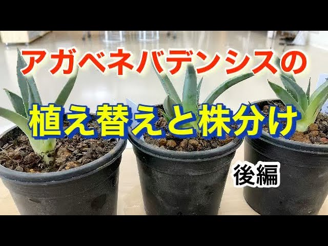 アガベ・ユタエンシス変種ネバデンシスの植え替えと株分け 後編 - YouTube