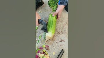 GI599950 mini rotary tillage and ridging all-in one tree 🌲 short view#subscribe