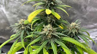 Blue Dream Grow - Flower Day 47