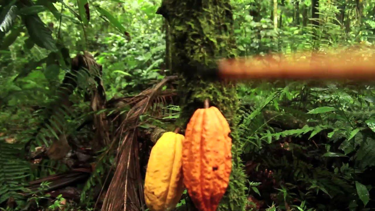 CACAU - Manejo em Sistema Agroflorestal