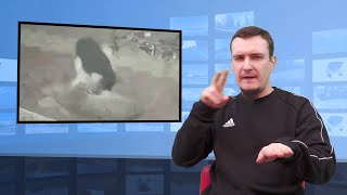 Indie Walka Owczarka Niemieckiego Z Lampartem Tłumaczenie Na Język Migowy - Pjm