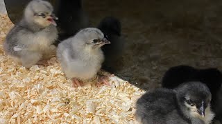 3 New Sapphire Gem baby chicks!