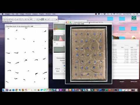 ImageJ Tutorial 4.1 - Count Germinated Seeds Using Color Thresholding