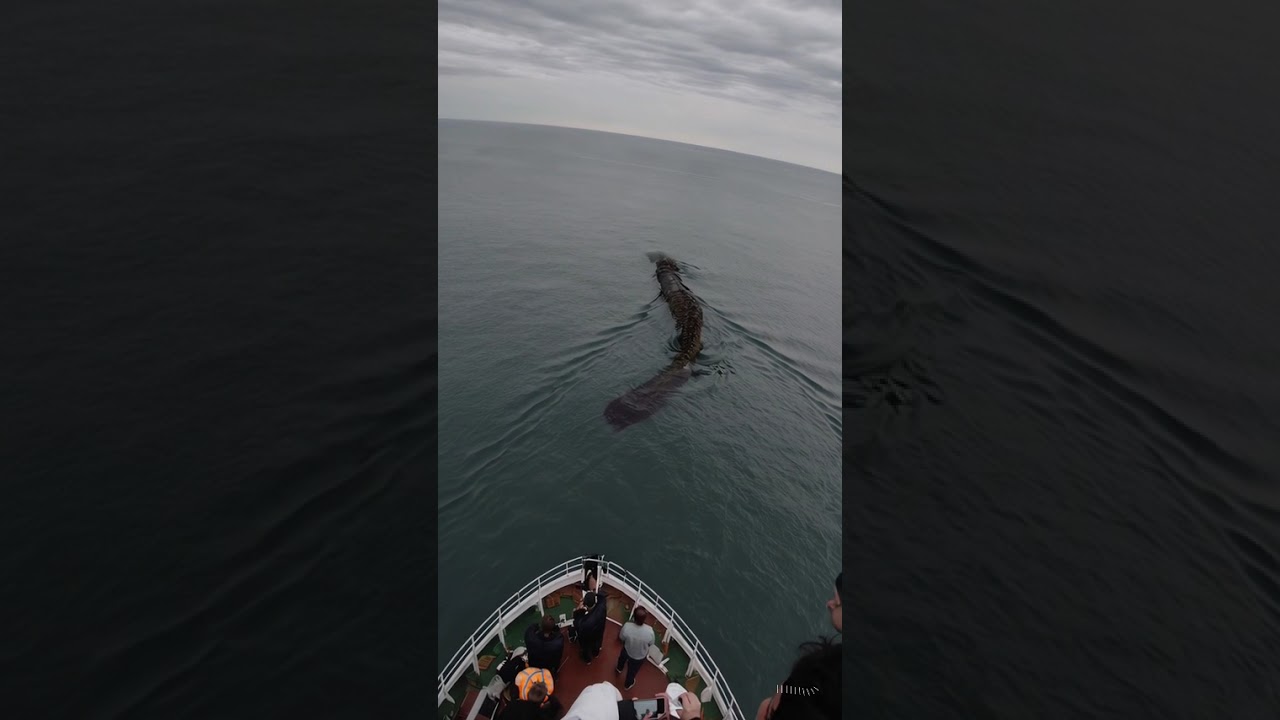 Pescadores aterrados por serpiente marina gigante   Fishermen terrified by giant sea serpent