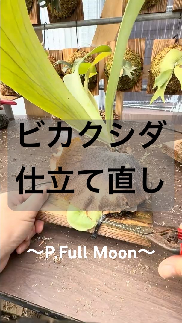 ビカクシダ　P.Fullmoon フルムーン P.Fullmoon フルムーン ビカクシダ - メルカリ