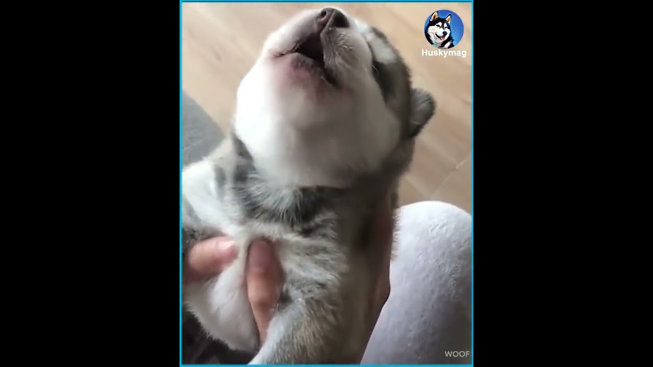 cute puppies | howling for the first time | give fast like.