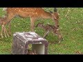 奈良公園　鹿苑の小鹿公開に行ってきました　誕生直後の赤ちゃん鹿に出会えました