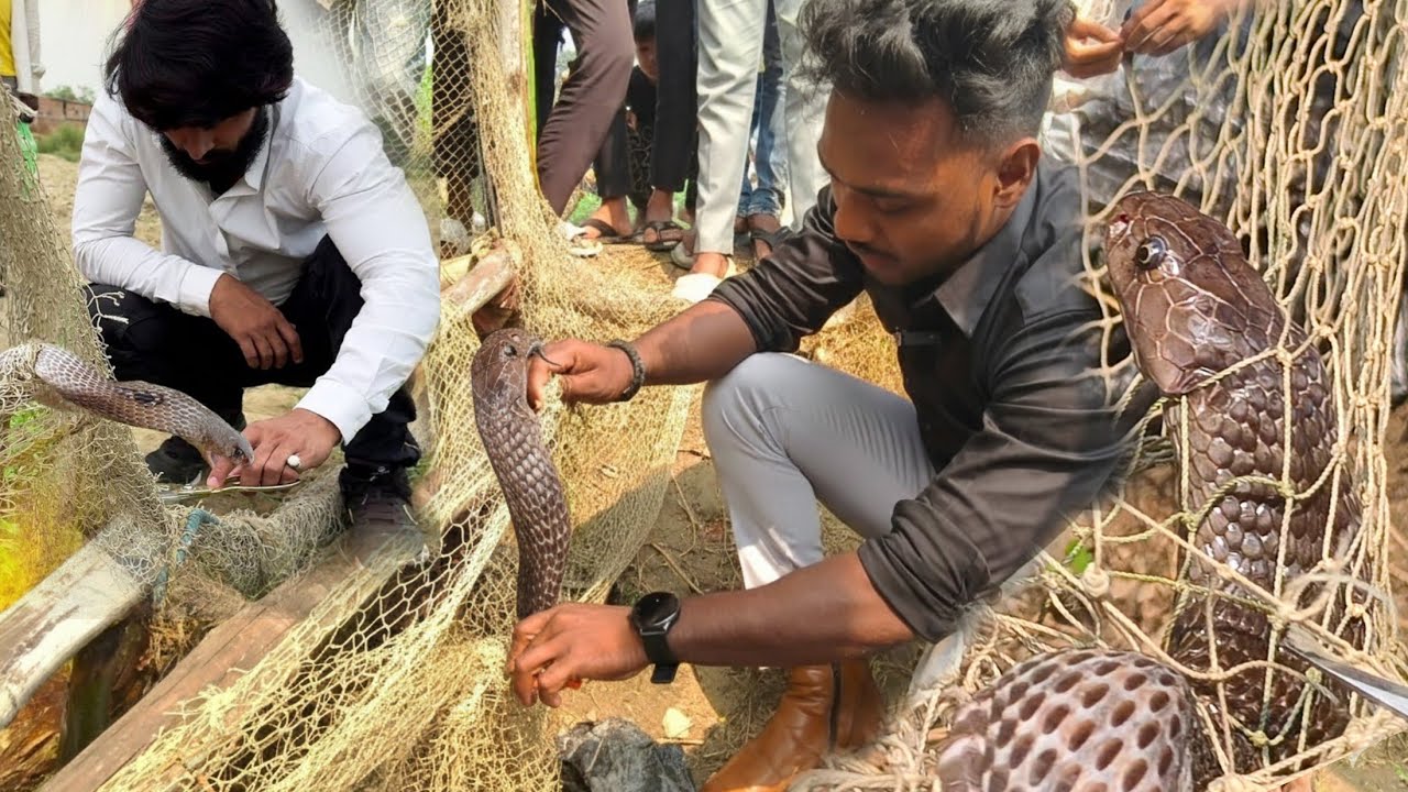 एक बार फिर दिल दहला देने वाला वीडियो आया सामने 😱 आखिर जाल में फंसे कोबरा क्यों सबको काट लेता है।