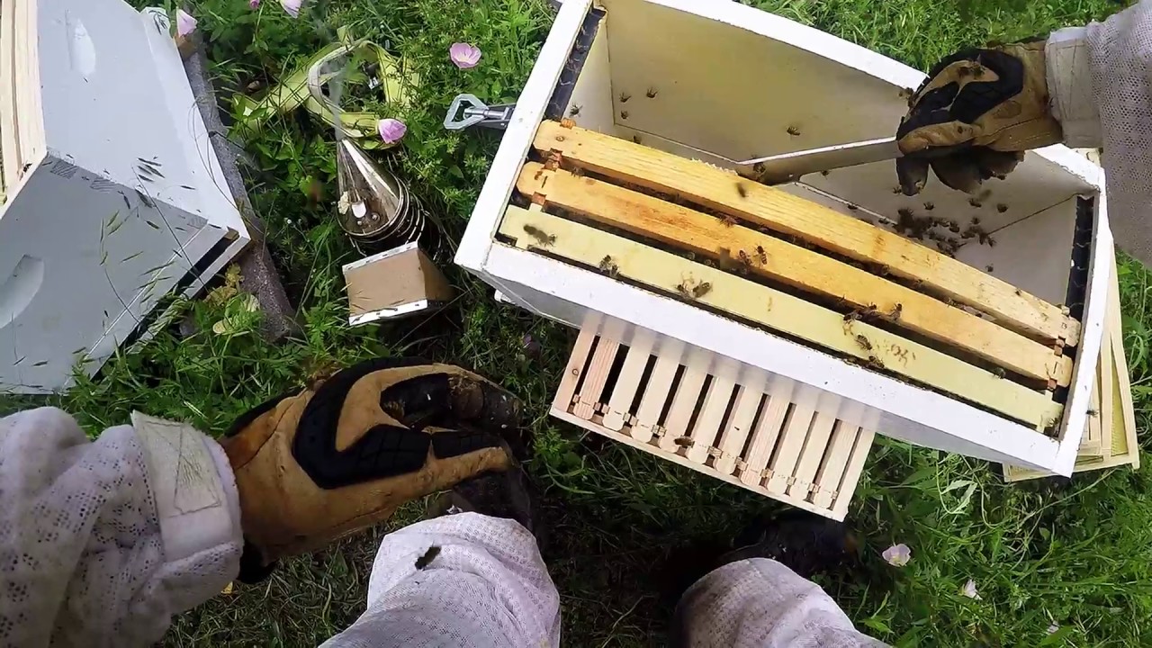 How to move a NUC colony into a 10 frame hive Beginning beekeeping in Texas YouTube