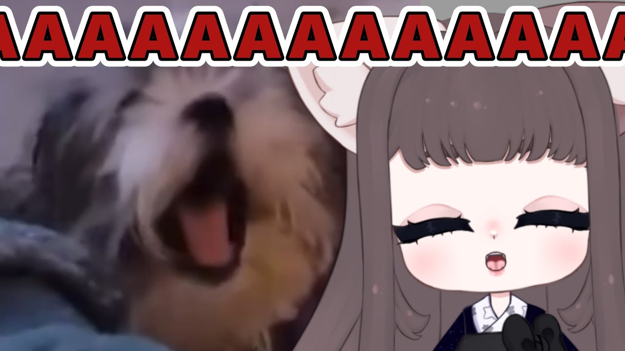 AAAAAAA  | Mittens Reacts to daily dose of internet