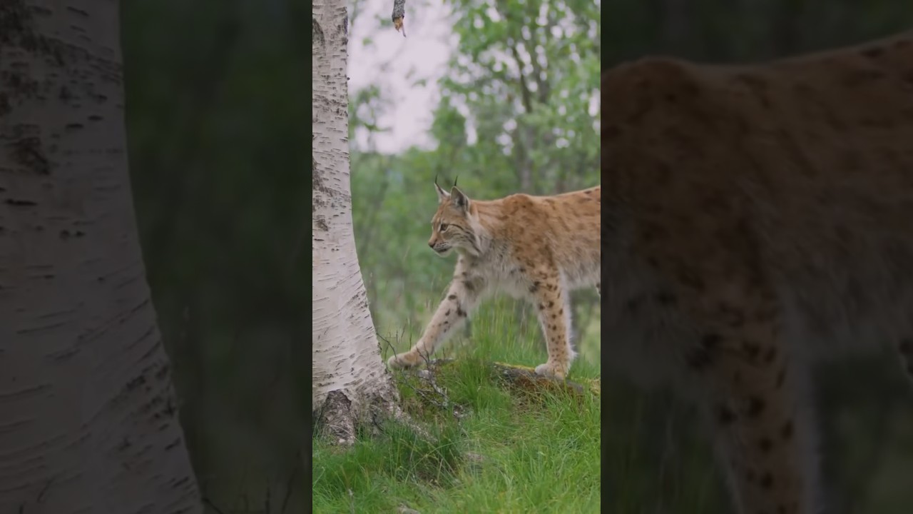 The Majestic Canada Lynx: A Silent Hunter of the North:  