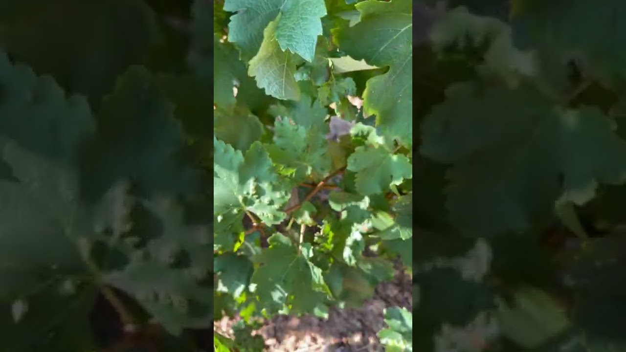 Picpoul de Pinet & fruits de mer 🦞 🦪 🥂