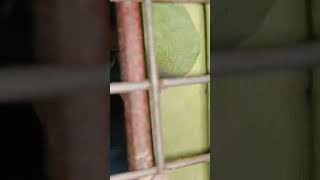 Parrot Thuee Thueeee