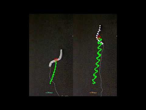 Artificial Scale-Aided Snake-like Locomotion: Lateral Undulation on Carpet