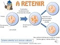 Svt  cours  la division cellulaire la mitose