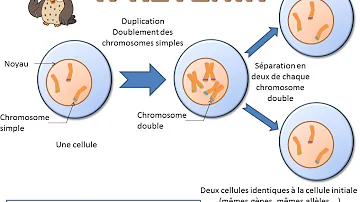 Comment sont les chromosomes pendant la mitose ?