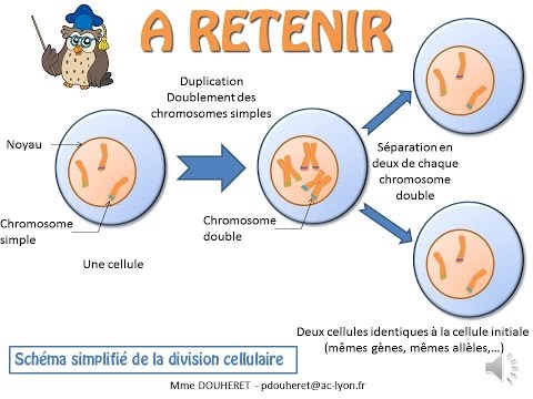 SVT - cours - La division cellulaire (la mitose)