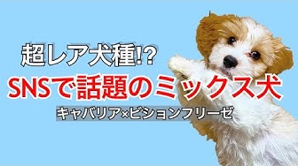 キャバション Youtube