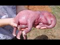 This Is What 15 Newborn Animals Look Like