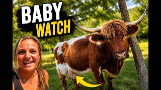 🐮 Baby Watch: Will Our Highland Cow Calve Today?