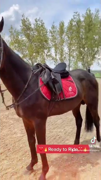 Ryderz Team Hungary a TikTok-on 🐴‼️ #up #inna #Oxford #horses #lovak