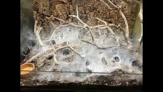 Monocentropus balfouri , Questions and answers ,breeding and care