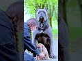 Dog Collar Dog Canecorso Dogshorts Shortsfeed 